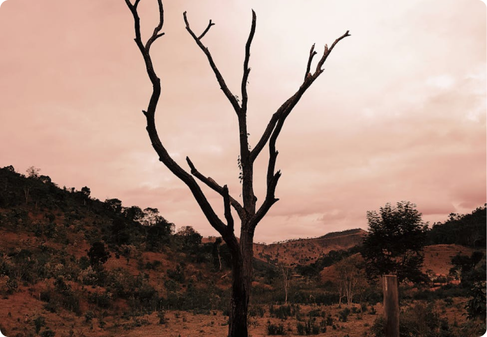SIGNS OF DYING, DEAD OR DISEASED TREES