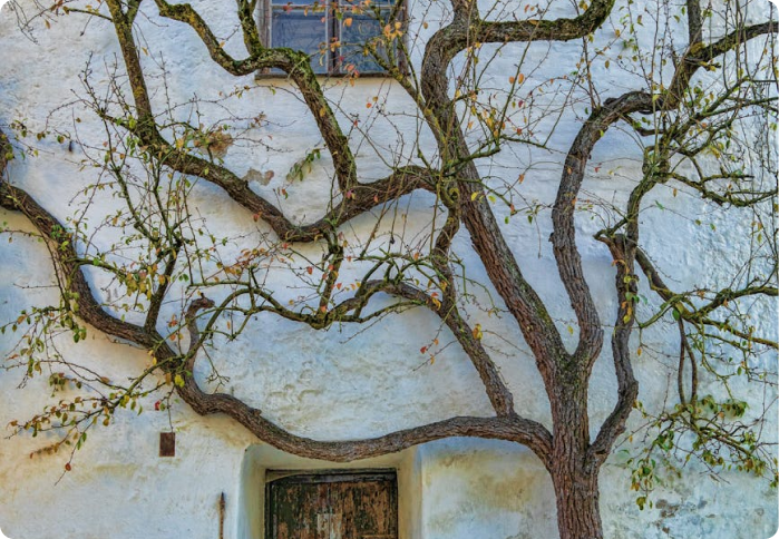 Benefits of Tree Removal