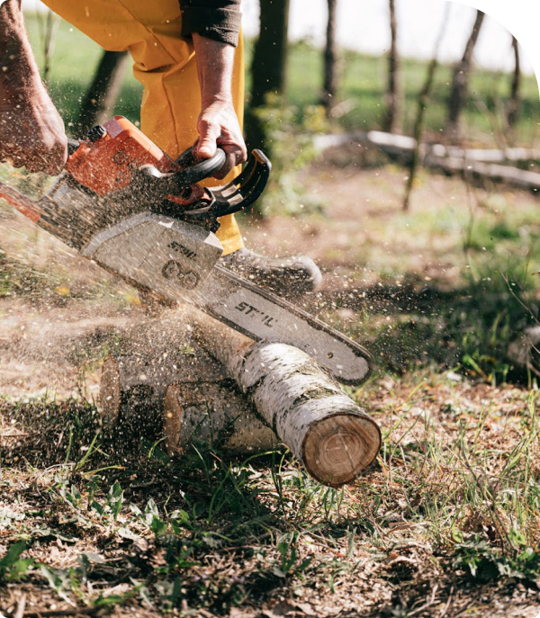 Tree removal service