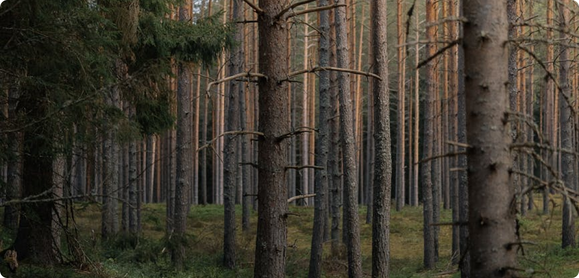 Pruning and Thinning